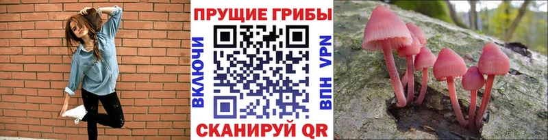 Галлюциногенные грибы Psilocybe  Оренбург 